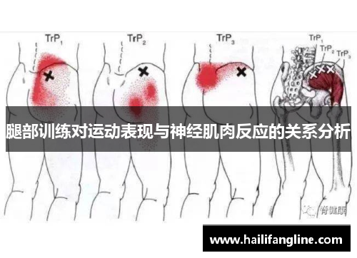 腿部训练对运动表现与神经肌肉反应的关系分析